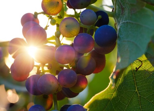 grapes-3550742_640