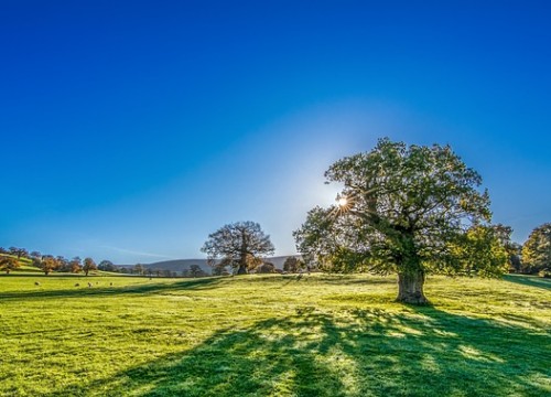tree-2916763_640