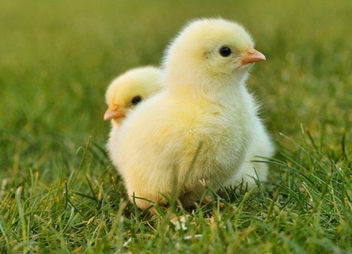 chicks-5014152_640