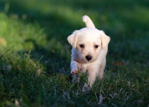 dog-5357794_640