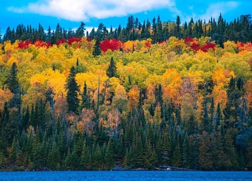 forest-5597499_640