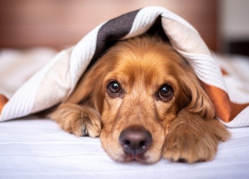 english-cocker-spaniel-5937757_640