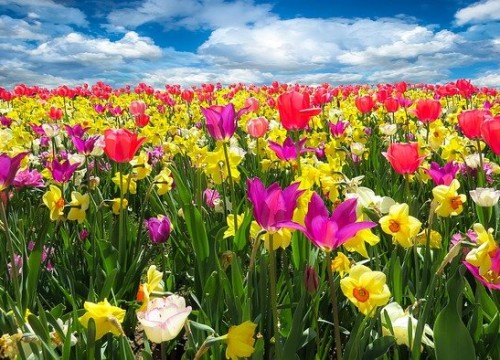 tulips-1197602_640