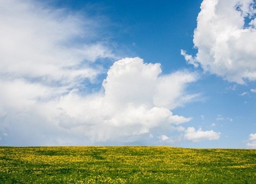 field-6109500_640
