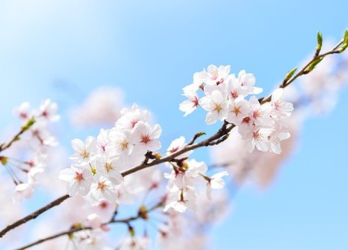 spring-2218771_640