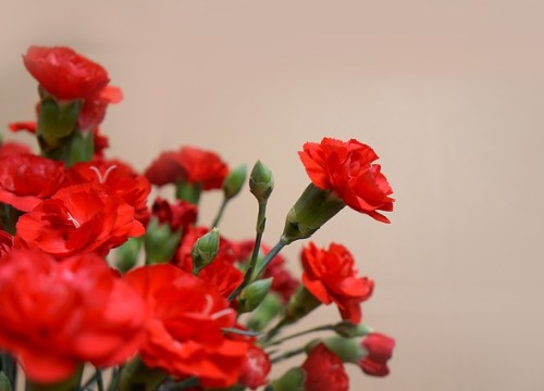 carnations-3200027_640