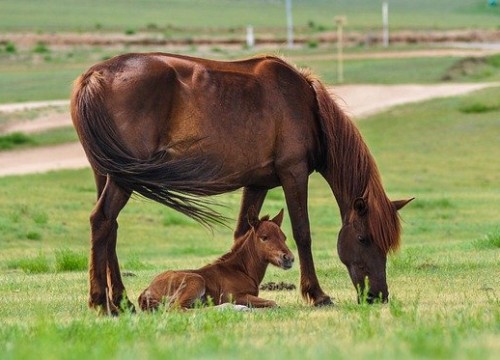 horse-2504677_640