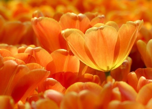 tulips-5902188_640